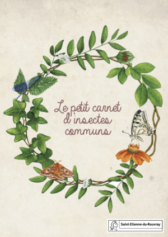 Le petit carnet d’insectes communs